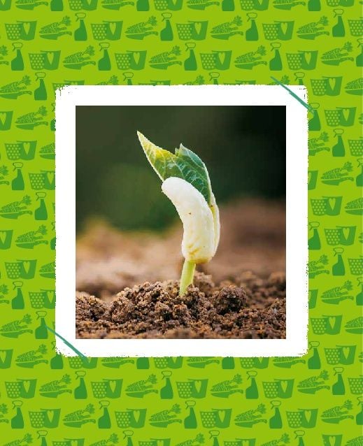 Produktbild: Regrowing &ndash; Neue Triebe aus Obst- und Gem&uuml;seresten