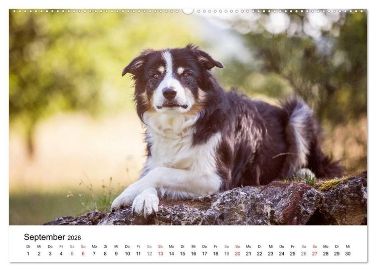 Produktbild: Border Collies 2026 (hochwertiger Premium Wandkalender 2026 DIN A2 quer), Kunstdruck in Hochglanz