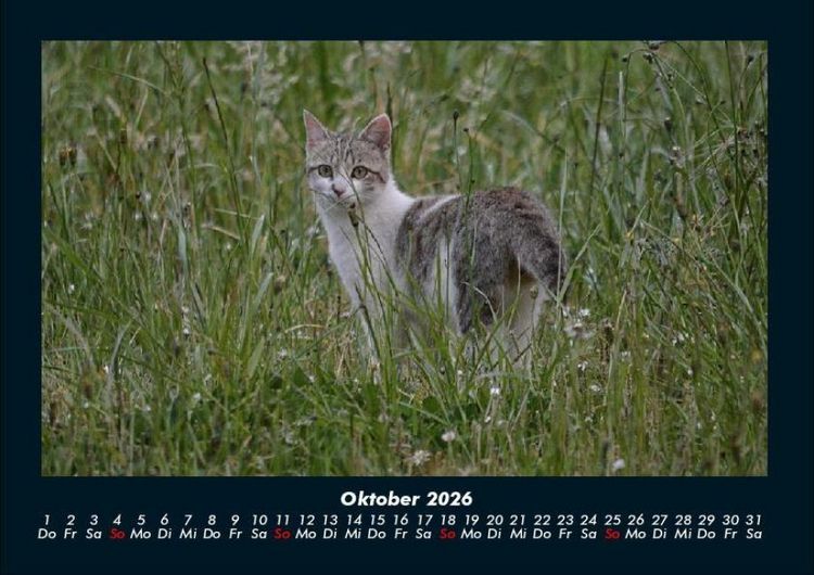 Produktbild: F&uuml;r Katzenfreunde 2026 Fotokalender DIN A4
