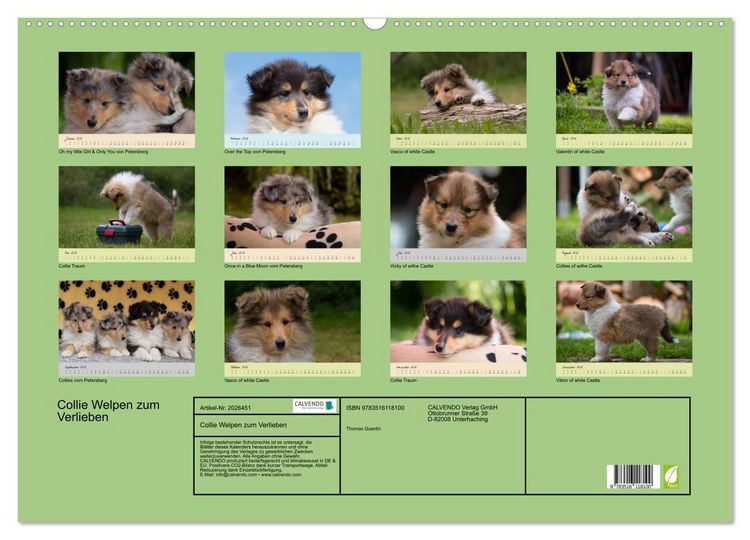Produktbild: Collie Welpen zum Verlieben (Wandkalender 2026 DIN A2 quer), CALVENDO Monatskalender