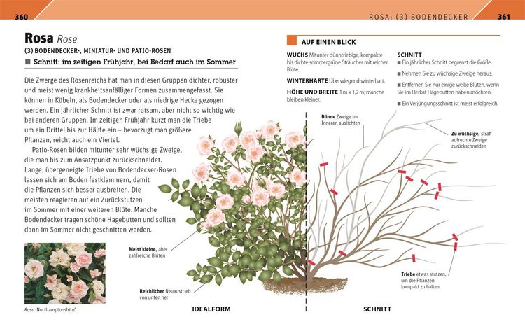 Produktbild: Gartenwissen Pflanzenschnitt