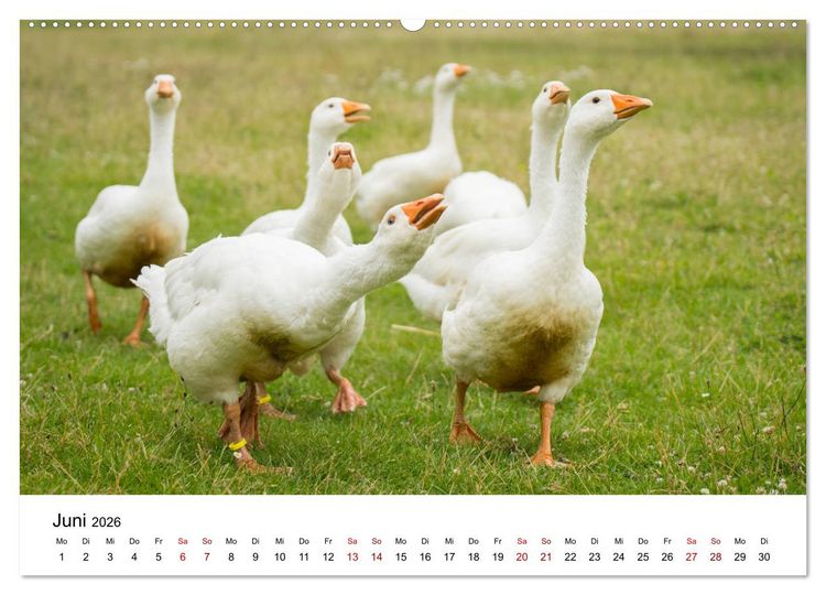 Produktbild: Alte Nutztierrassen 2026 (Wandkalender 2026 DIN A2 quer), CALVENDO Monatskalender