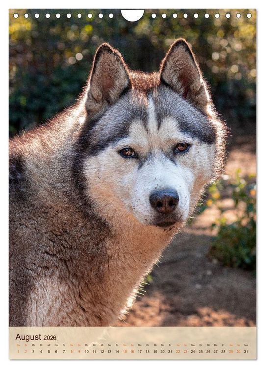 Produktbild: Im Husky-Rudel (Wandkalender 2026 DIN A4 hoch), CALVENDO Monatskalender