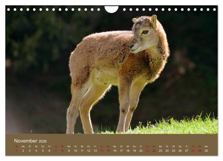 Produktbild: Die lieben Kleinen ... Tierkinder einfach zum Knuddeln (Wandkalender 2026 DIN A4 quer), CALVENDO Monatskalender