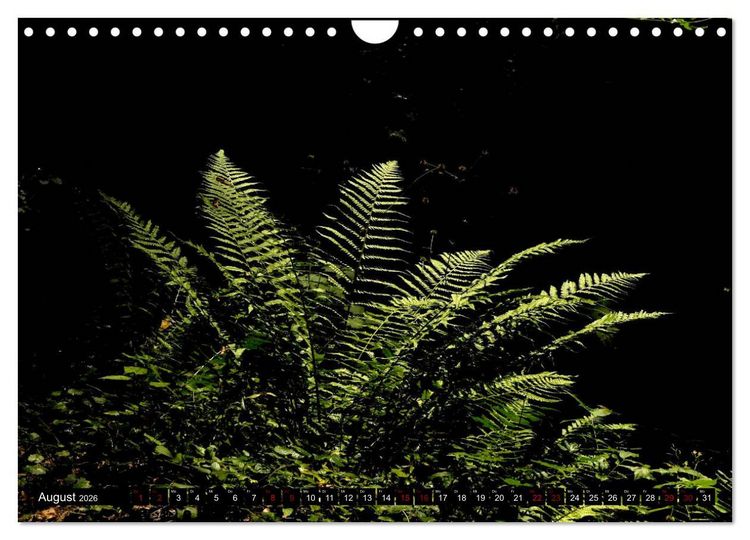 Produktbild: Die im Schatten wachsen - Farne (Wandkalender 2026 DIN A4 quer), CALVENDO Monatskalender