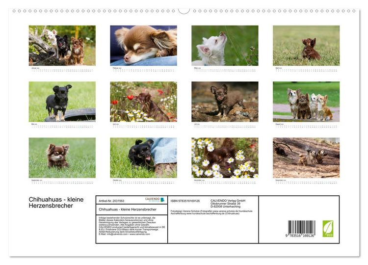 Produktbild: Chihuahuas - kleine Herzensbrecher (hochwertiger Premium Wandkalender 2026 DIN A2 quer), Kunstdruck in Hochglanz
