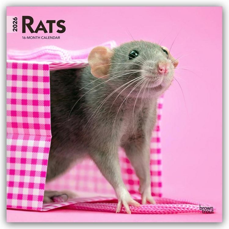 Produktbild: Rats – Ratten 2026 – 16-Monatskalender