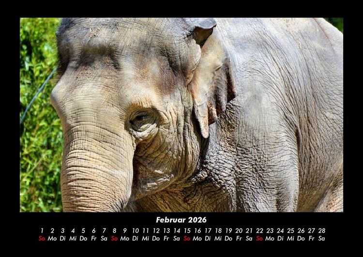 Produktbild: Der Elefantenkalender 2026 Fotokalender DIN A3