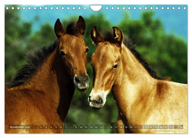 Produktbild: Edle spanische Pferde - Pura Raza Espanola (Wandkalender 2026 DIN A4 quer), CALVENDO Monatskalender