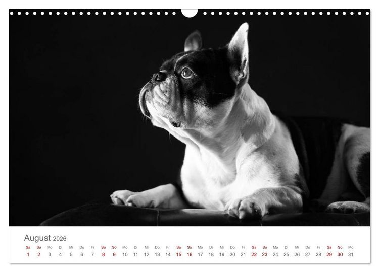 Produktbild: Hundeportraits Fine Art (Wandkalender 2026 DIN A3 quer), CALVENDO Monatskalender