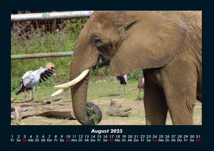 Produktbild: Der Elefantenkalender 2025 Fotokalender DIN A4