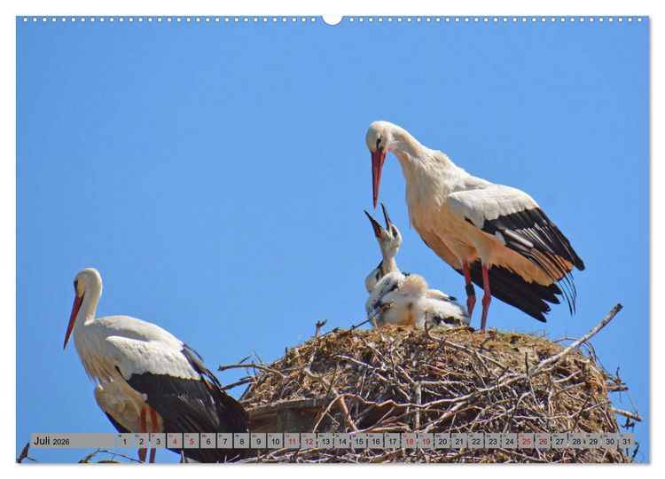 Produktbild: Zu Gast bei Familie Storch (Wandkalender 2026 DIN A2 quer), CALVENDO Monatskalender