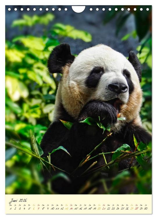 Produktbild: Riesenpanda (Wandkalender 2026 DIN A4 hoch), CALVENDO Monatskalender