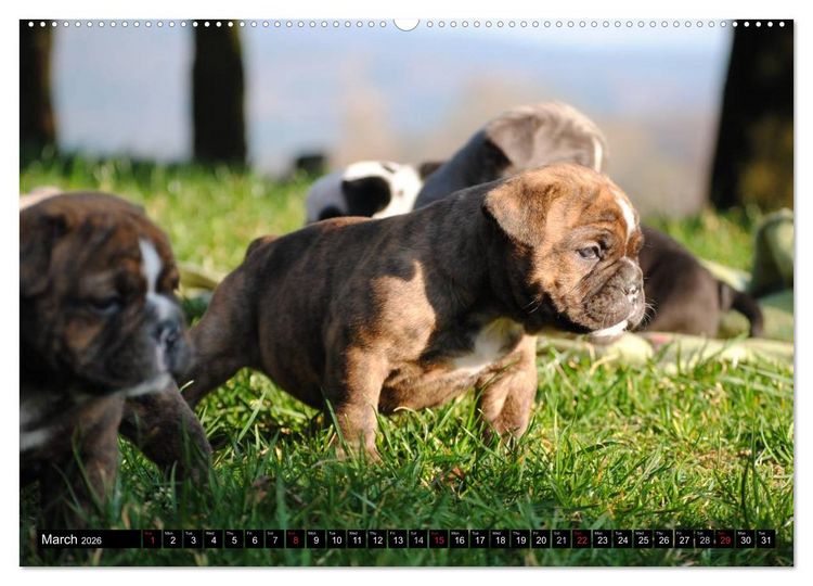 Produktbild: Bulldogs - Old English Bulldog Puppies (High Quality Premium Wall Calendar 2026 DIN A2 landscape),CALVENDO 12 Month Wall Calendar