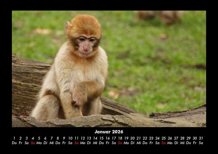 Produktbild: Welt der Affen 2026 Fotokalender DIN A3