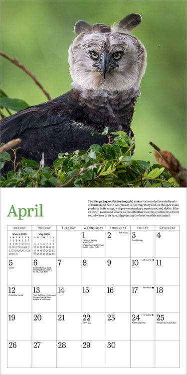 Produktbild: Audubon Eagles Mini Wall Calendar 2026