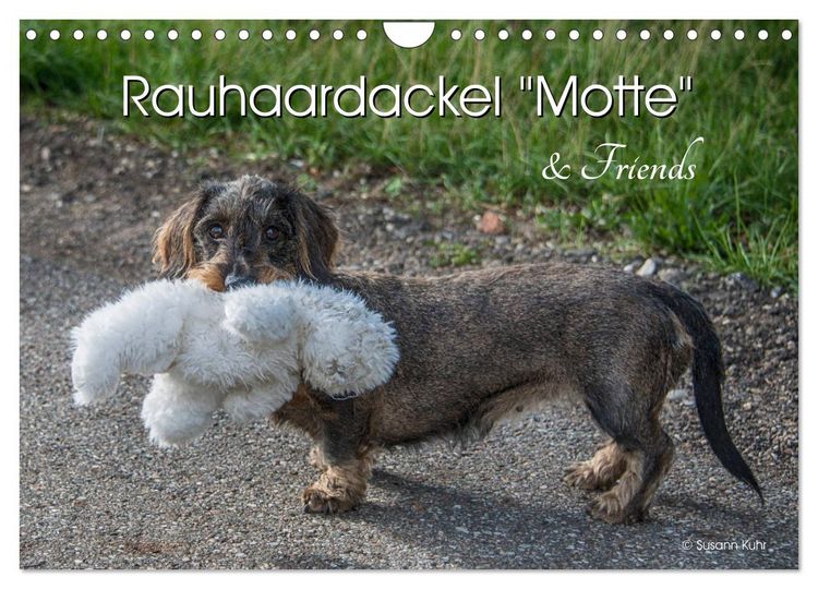 Produktbild: Rauhaardackel Motte & Friends (Wandkalender 2026 DIN A4 quer), CALVENDO Monatskalender