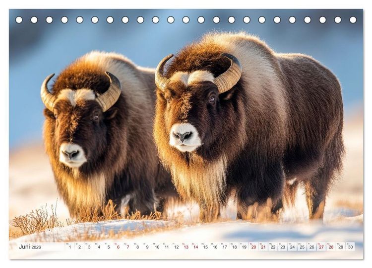 Produktbild: ARKTISCHE TIERE Im Reich der K&auml;lte (Tischkalender 2026 DIN A5 quer), CALVENDO Monatskalender