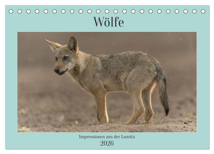 Produktbild: W&ouml;lfe, Impressionen aus der Lausitz (Tischkalender 2026 DIN A5 quer), CALVENDO Monatskalender