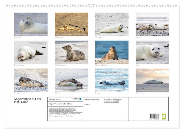 Produktbild: Kegelrobben auf der Insel D&uuml;ne (Wandkalender 2026 DIN A2 quer), CALVENDO Monatskalender