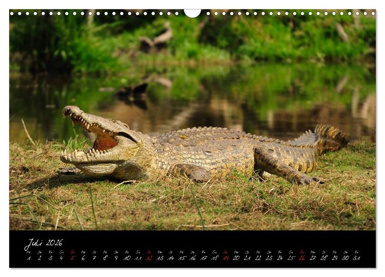 Produktbild: S&uuml;dafrika (Wandkalender 2026 DIN A3 quer), CALVENDO Monatskalender