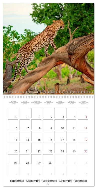 Produktbild: CATS OF AFRICA (Wall Calendar 2027 12 &times; 12 Inch) CALVENDO 12 Month Wall Calendar