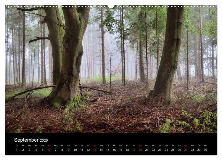 Produktbild: Waldkalender (Wandkalender 2026 DIN A2 quer), CALVENDO Monatskalender