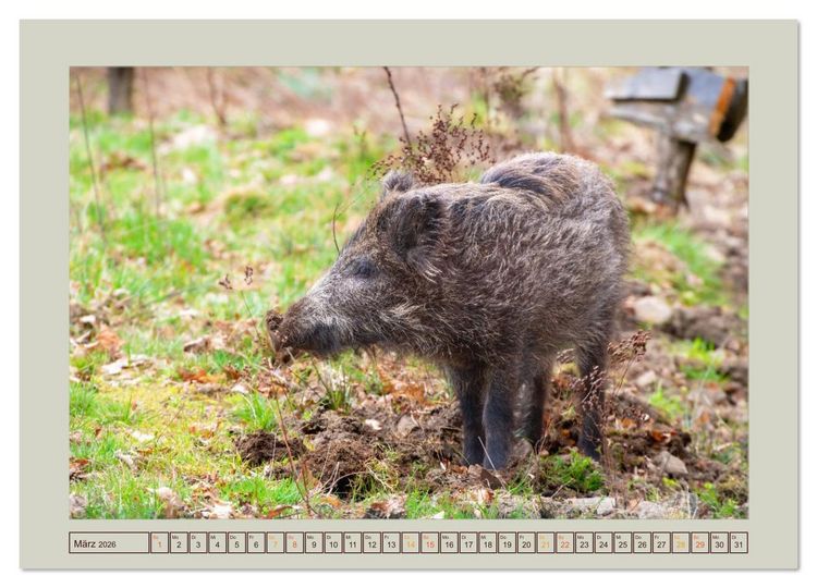 Produktbild: Wildschweine ganz nah an der Sau (Sus scrofa) von Tanja Riedel (Wandkalender 2026 DIN A4 quer), CALVENDO Monatskalender