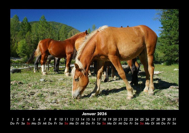 Produktbild: Pferdetraum 2026 Fotokalender DIN A3