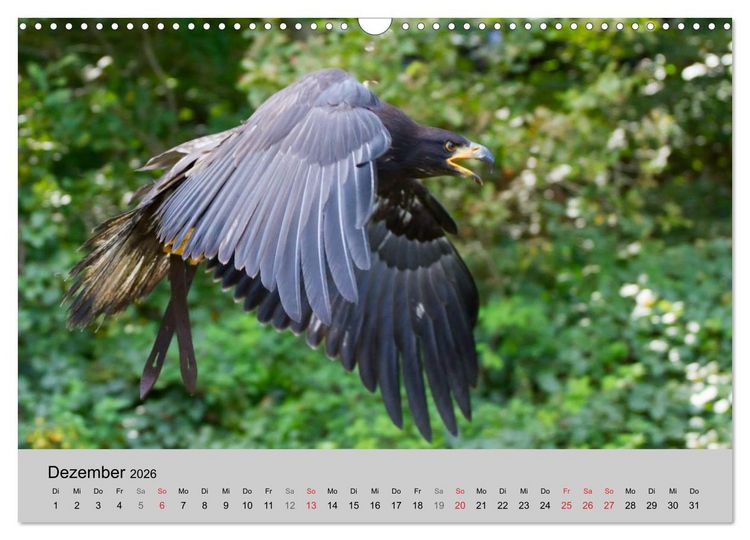 Produktbild: Scharfblick (Wandkalender 2026 DIN A3 quer), CALVENDO Monatskalender
