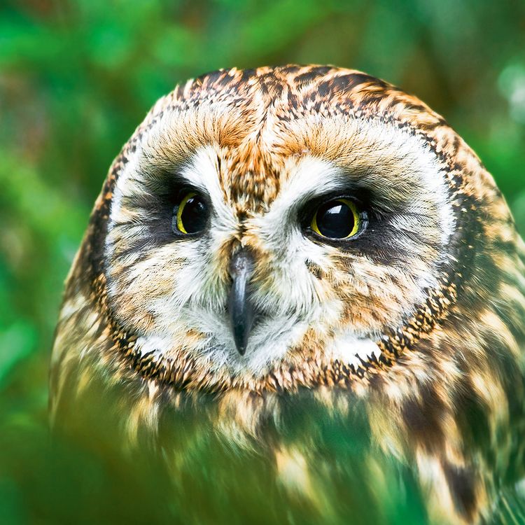 Produktbild: Magic Owls 2024
