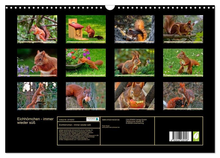 Produktbild: Eichh&ouml;rnchen - immer wieder s&uuml;&szlig; (Wandkalender 2026 DIN A3 quer), CALVENDO Monatskalender