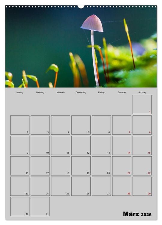 Produktbild: Quer durch die Pilze (hochwertiger Premium Wandkalender 2026 DIN A2 hoch), Kunstdruck in Hochglanz