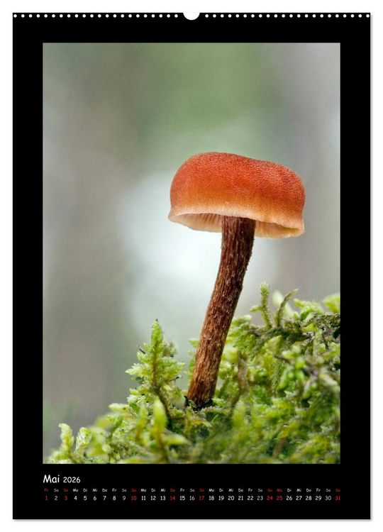 Produktbild: Pilzgalerie - Die geheimnisvolle Welt der heimischen Pilze (hochwertiger Premium Wandkalender 2026 DIN A2 hoch), Kunstdruck in Hochglanz