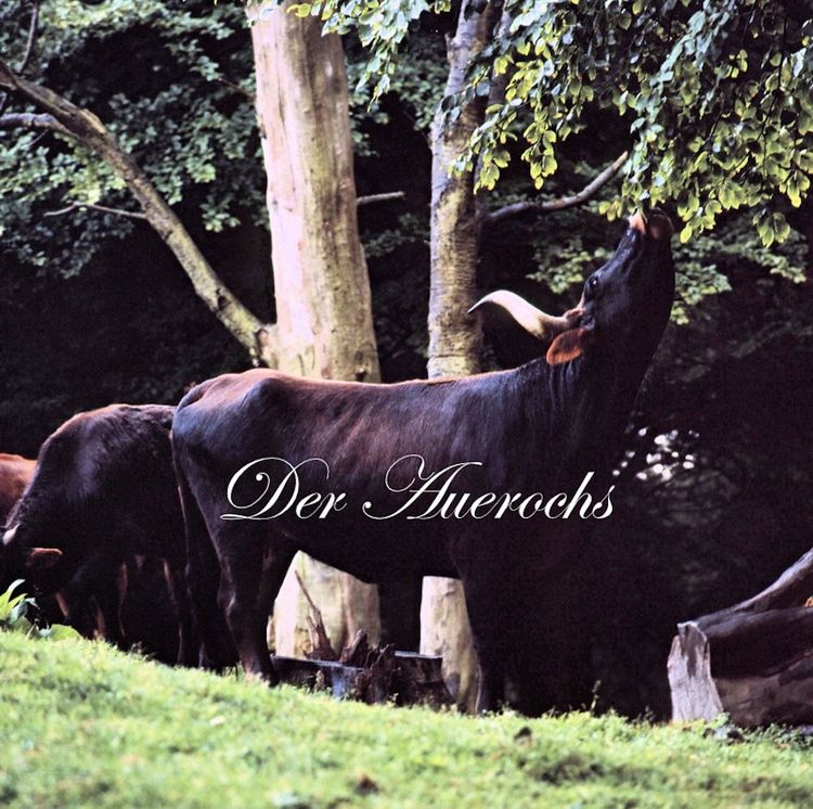 Produktbild: Der Auerochs