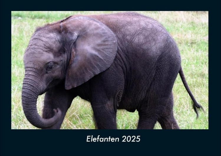 Produktbild: Elefanten 2025 Fotokalender DIN A4
