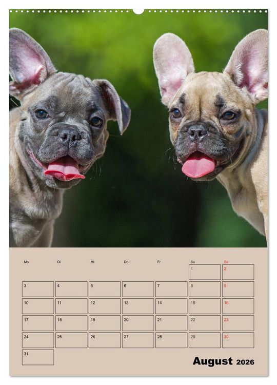 Produktbild: Jahresplaner Franz&ouml;sische Bulldogge (Wandkalender 2026 DIN A2 hoch), CALVENDO Monatskalender