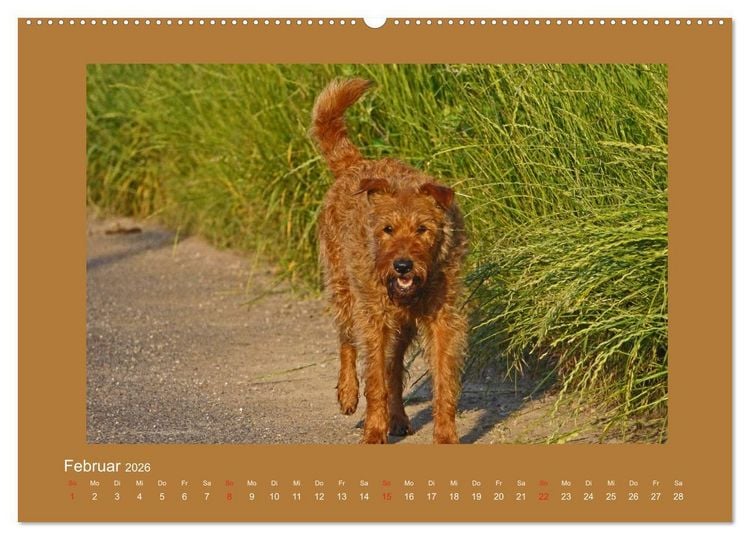 Produktbild: Kelly, der Irish Terrier - innen und au&szlig;en aus Gold (hochwertiger Premium Wandkalender 2026 DIN A2 quer), Kunstdruck in Hochglanz