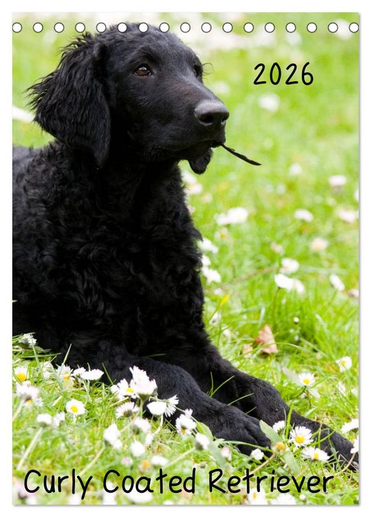 Produktbild: Curly Coated Retriever 2026 (Tischkalender 2026 DIN A5 hoch), CALVENDO Monatskalender