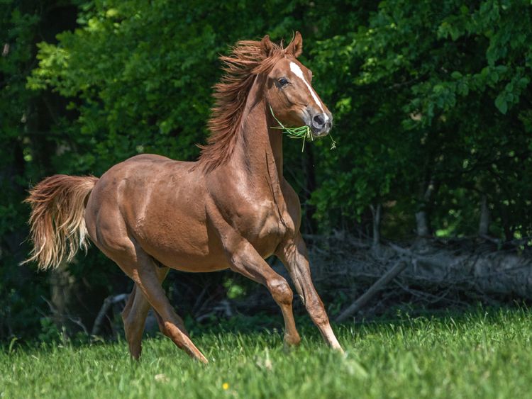 Produktbild: CALVENDO Puzzle Galopp unter freiem Himmel | 1000 Teile Lege-Gr&ouml;&szlig;e 64x48cm Foto-Puzzle f&uuml;r gl&uuml;ckliche Stunden