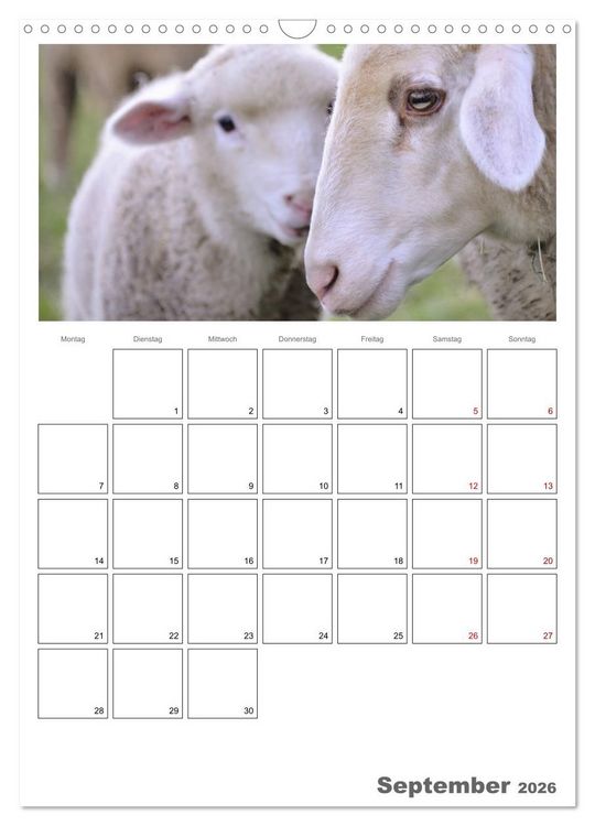 Produktbild: Schafe - 12 Monate in der Herde (Wandkalender 2026 DIN A3 hoch), CALVENDO Monatskalender