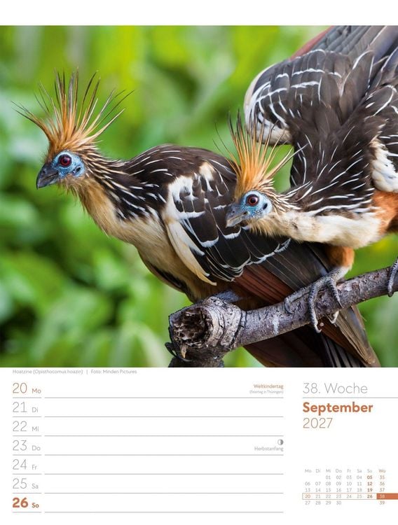Produktbild: V&ouml;gel Wochenplaner Kalender 2027