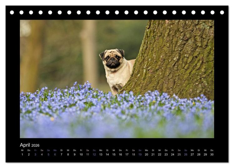 Produktbild: Der Feldfurchen-Mops (Tischkalender 2026 DIN A5 quer), CALVENDO Monatskalender