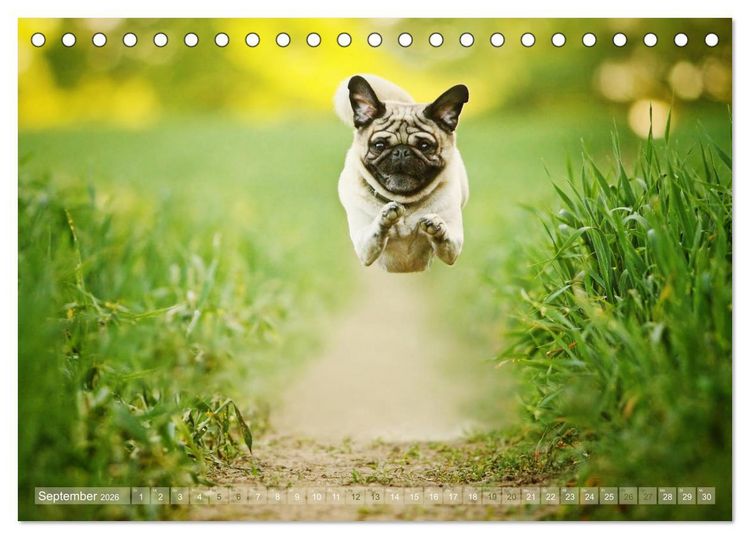 Produktbild: Lustige M&ouml;pse aus der Hundeknipserei (Tischkalender 2026 DIN A5 quer), CALVENDO Monatskalender