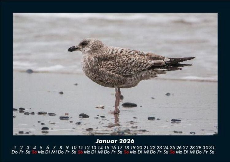 Produktbild: Vogelparadies 2026 Fotokalender DIN A5