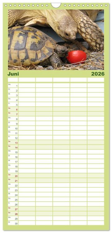 Produktbild: Familienplaner 2026 - Landschildkr&ouml;ten mit 5 Spalten (Wandkalender, 21 x 45 cm) CALVENDO