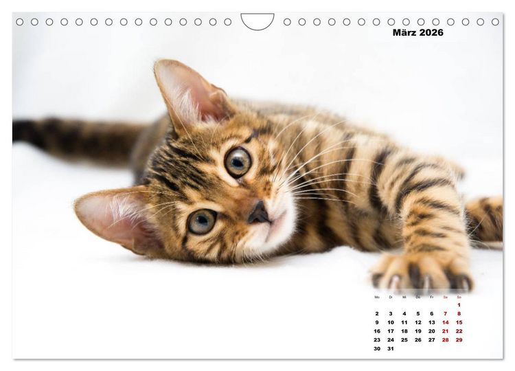 Produktbild: Bengal K&auml;tzchen 2 (Wandkalender 2026 DIN A4 quer), CALVENDO Monatskalender
