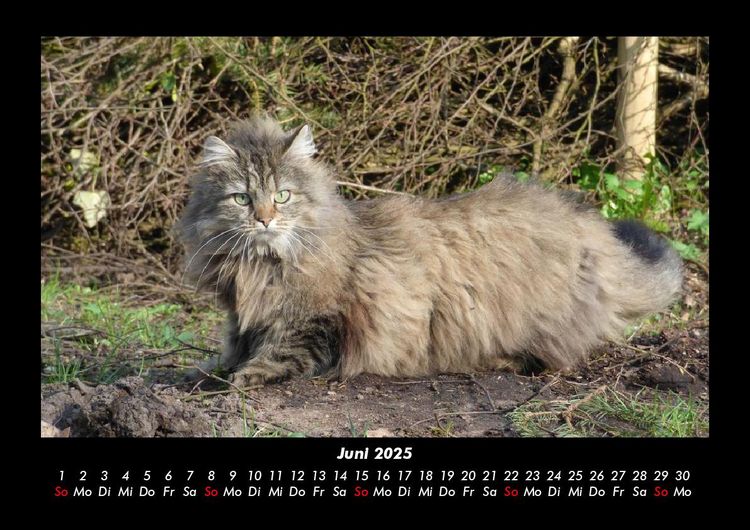 Produktbild: F&uuml;r Katzenfreunde 2025 Fotokalender DIN A3
