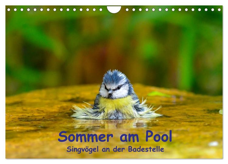 Produktbild: Sommer am Pool - Singv&ouml;gel an der Badestelle (Wandkalender 2026 DIN A4 quer), CALVENDO Monatskalender