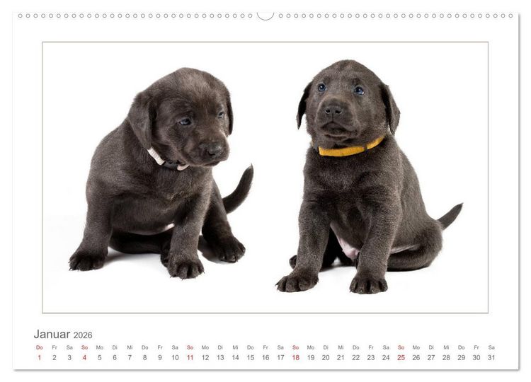 Produktbild: Labradorwelpen - Freunde f&uuml;rs Leben (hochwertiger Premium Wandkalender 2026 DIN A2 quer), Kunstdruck in Hochglanz